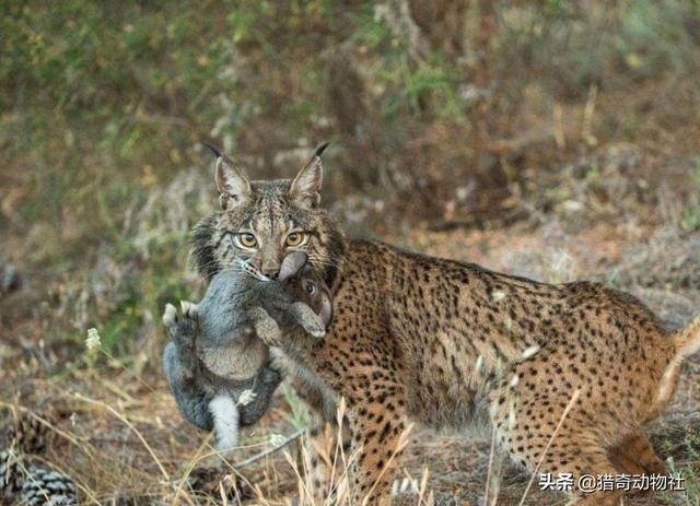 澳洲草原斑猫:放狗咬流浪猫，是否涉及猎杀野生动物？ 草原斑猫是几级保护动物