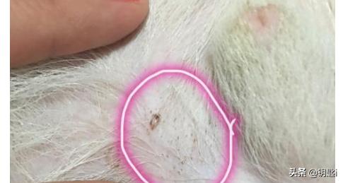 狗狗黑色素沉淀怎么去除:怎么样让比熊的黑色素不沉淀？