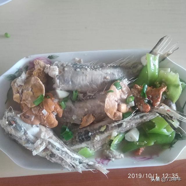 带你看看我们引进的saluki:如何引进菜野兔以及如何养殖菜野兔？