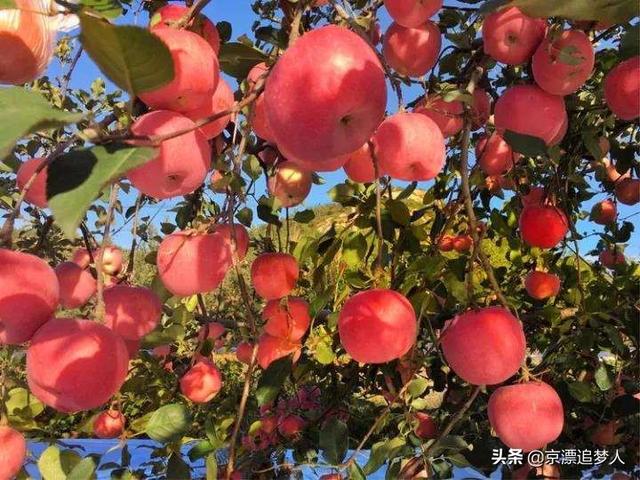 苹果哪个地方产的最好吃，哪里的红富士苹果口感最好