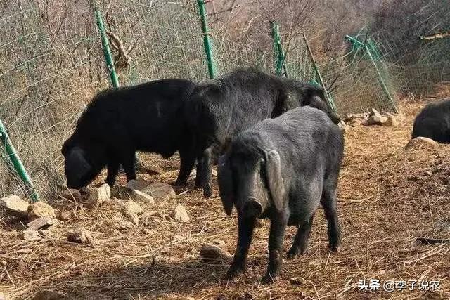 定西地震惊现狗坚强:有哪些曾造成恐慌的犯人？