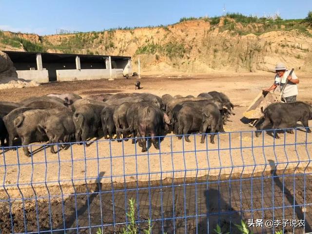 打算养200到300头猪,大概需要多少资金？