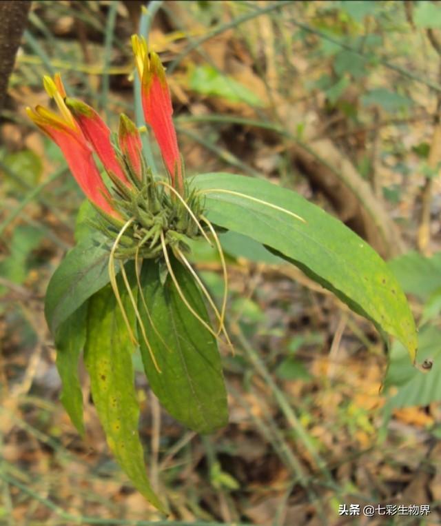 鲜竹节草:新鲜牧草怎样喂猪效果更好？