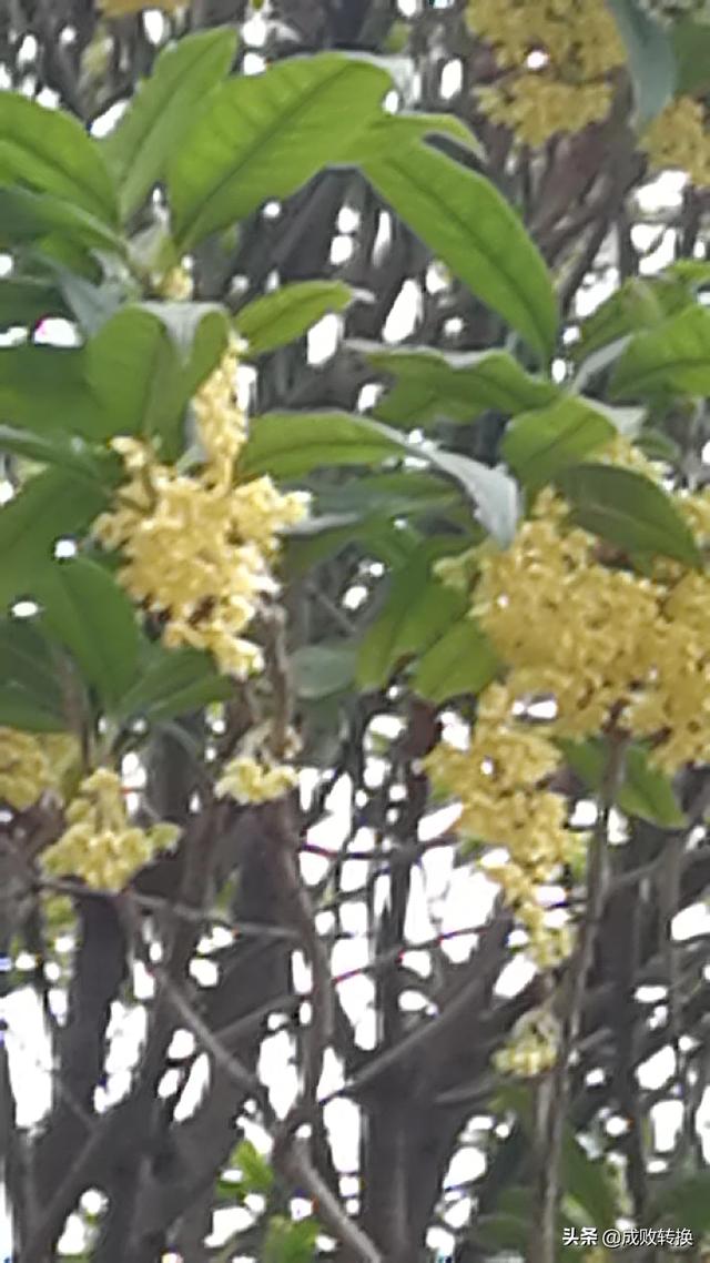 有什么花长出来就会自然很香呀？