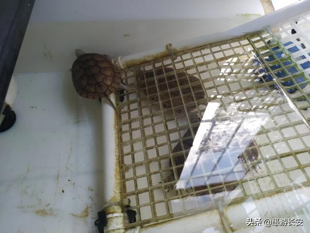养龟池:我家龟龟在长方形池里养的时候老躲起来找不到的的怎么办呢？