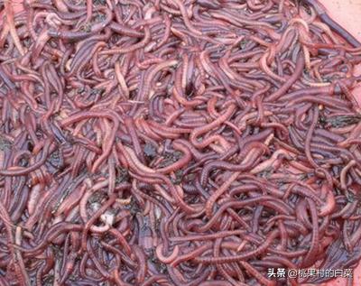 蛋白质含量高的食物:蚯蚓养殖应用高蛋白饲料吗