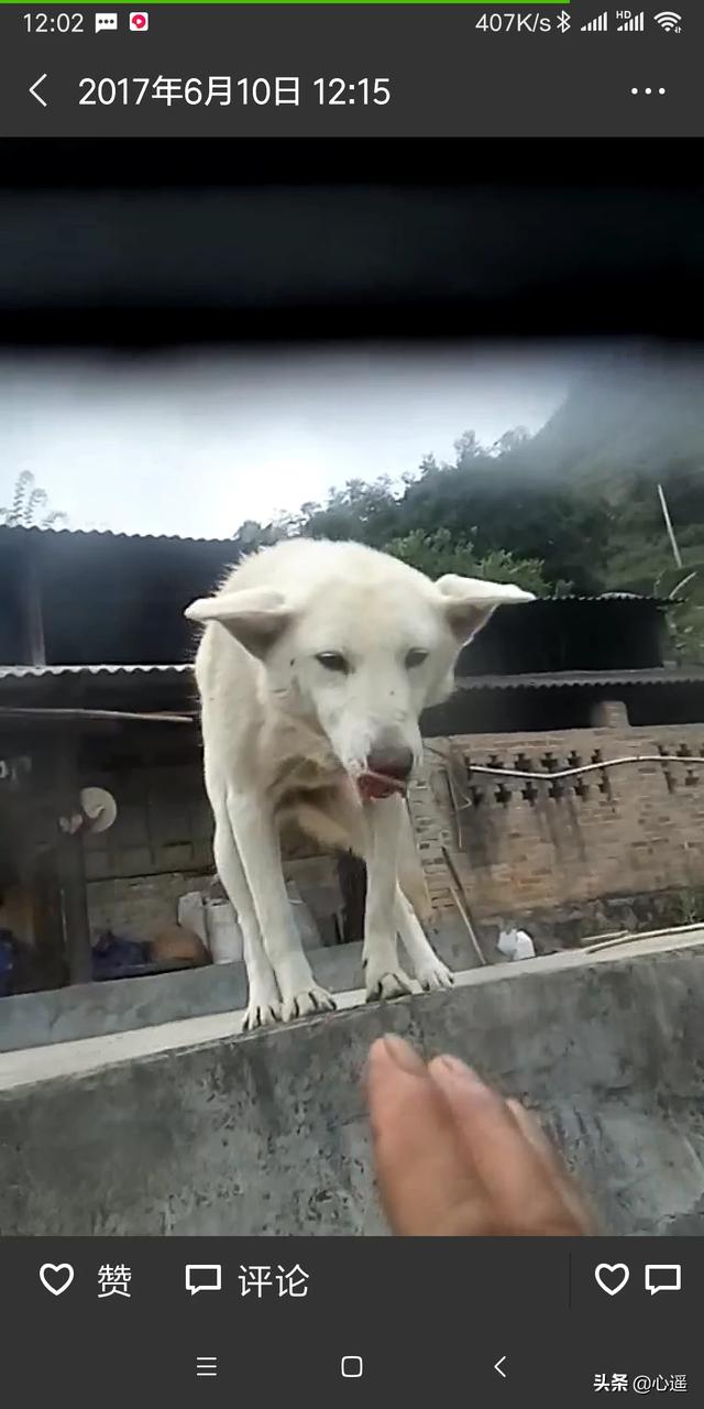 忆宠物摄影:如何用正确的姿势和猫合影，以提升照片的艺术感？ 宠物摄影价格表