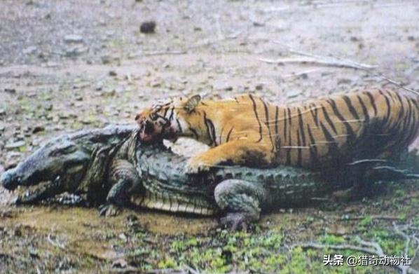 湾鳄:湾鳄vs尼罗鳄 尼罗鳄古斯塔夫和湾鳄洛龙谁更厉害？