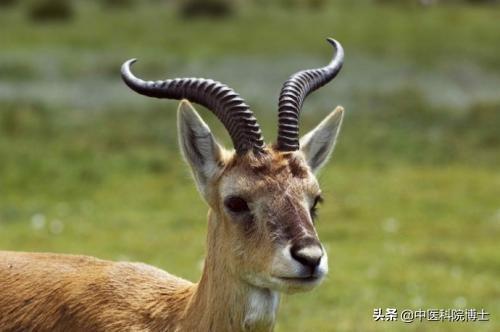 中国的稀有动物，中国的国宝有哪些动物各有什么特点