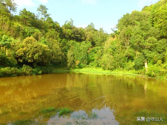 石斛图片,石斛的种类包括哪些？作用各有何不同？