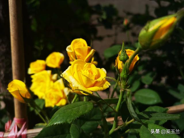 晒一晒你养的最仙的月季吧？