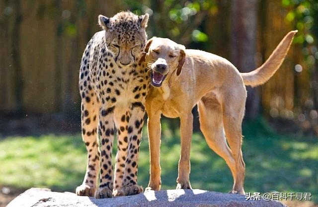 薮猫 口头禅:为什么人类不驯化猞猁、狞猫、薮猫等野生猫科动物为宠物？