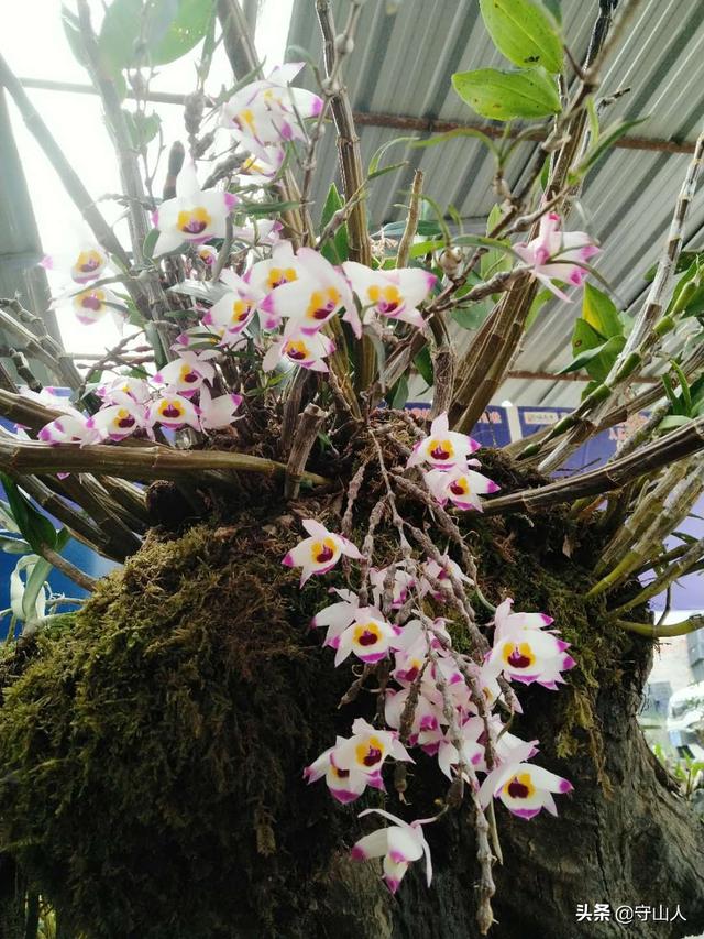 石斛图片,石斛的种类包括哪些？作用各有何不同？