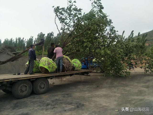 御本木中国官网,现在栽什么树，最有发展前景？