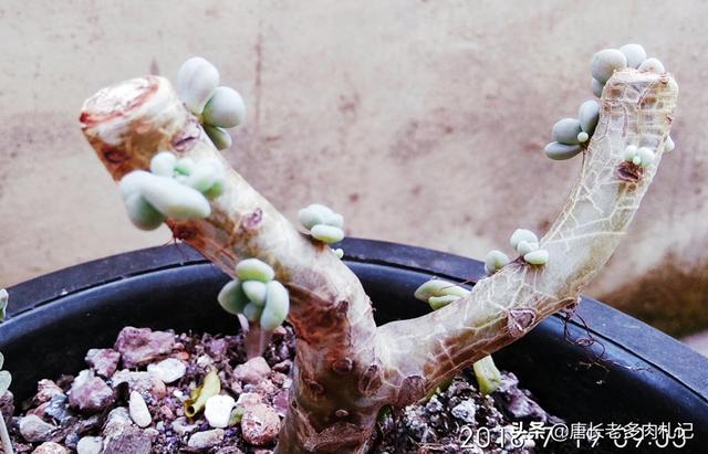 多肉的叶子软了怎么办,多肉植物叶子变软是什么原因？