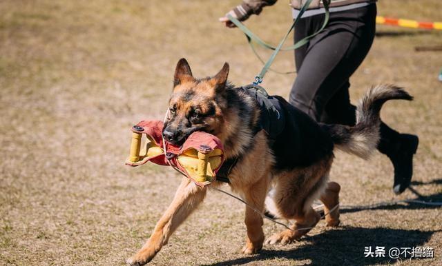 德牧犬能家养吗:养一只德国牧羊犬怎么样？一个月会花销多少？