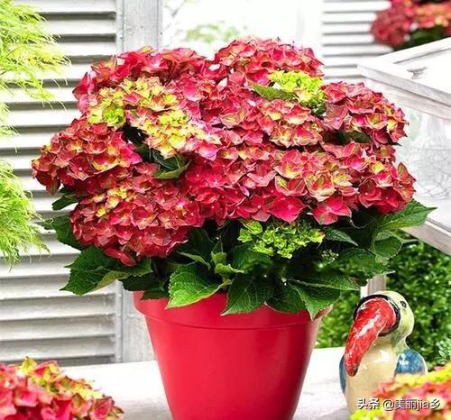 头条问答 八仙花 花型丰满 大而美丽 盆栽要如何管理呢 美丽jia乡的回答 0赞