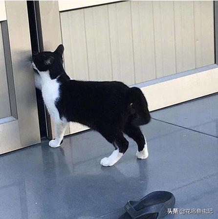 逃出可爱猫咪房间:八个月大的银渐层母猫刚到新家，已经躲了一整天，该怎么办？
