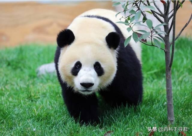 大熊猫咬人吗:熊猫咬死100人要处死吗？