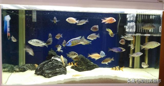 鼠鱼和杂鲷鱼混养:孔雀鱼、鼠鱼、玛丽鱼、观赏虾，这四种能混养吗？