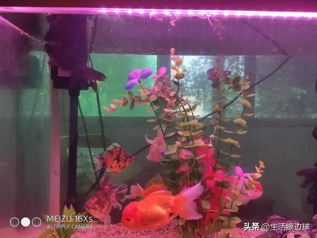 宠物鱼最好养活:请问大家什么鱼比较好养呢？