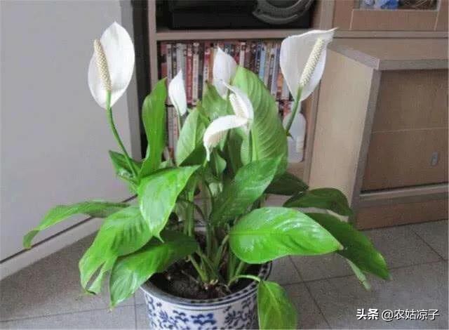 水培吊兰叶尖发黄:水培白掌叶子发黄是什么原因？
