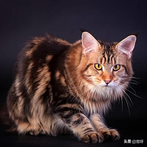 巨大猫猫图片大全可爱:世界上体型最大的猫是哪种猫？为什么？