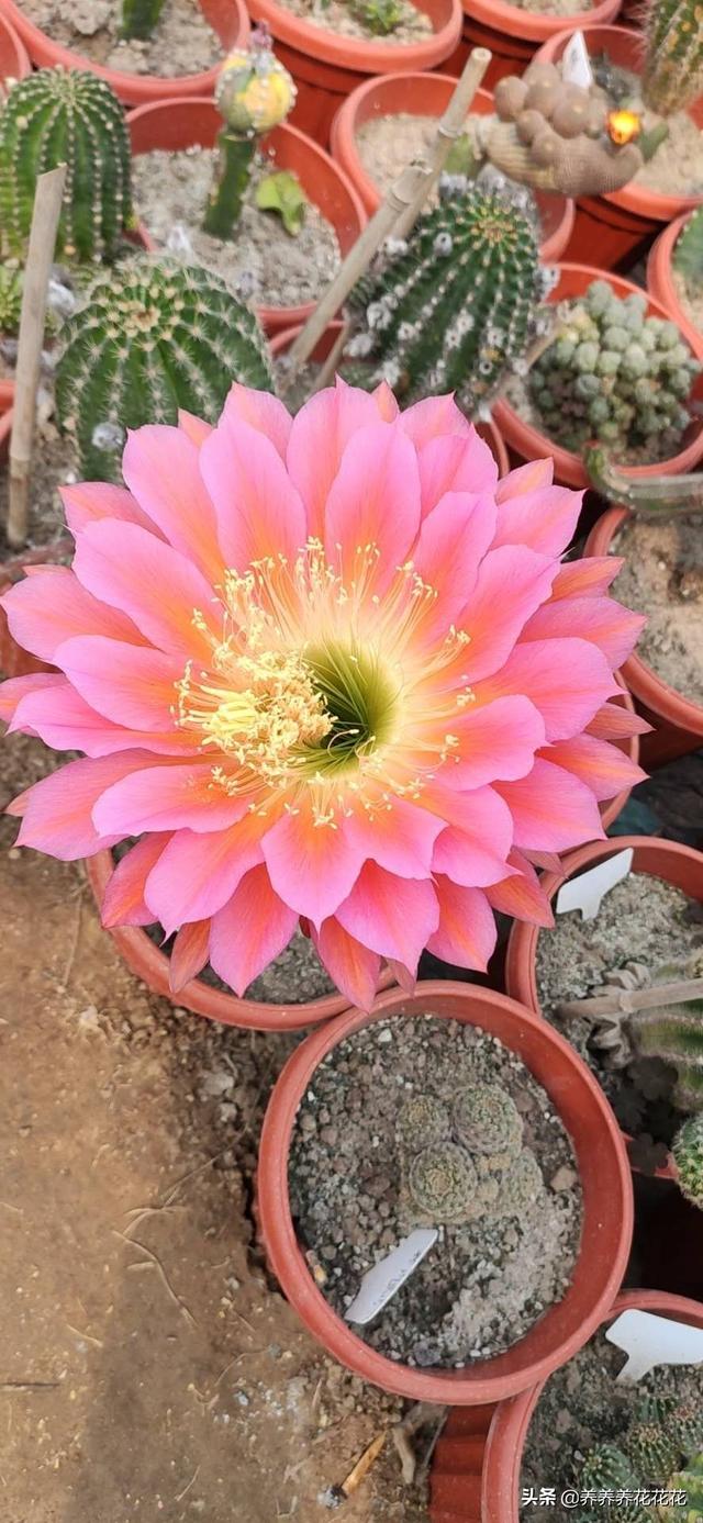 头条问答 - 飞碟毛花柱高29cm能开花了吗,为什么?(1个回答)