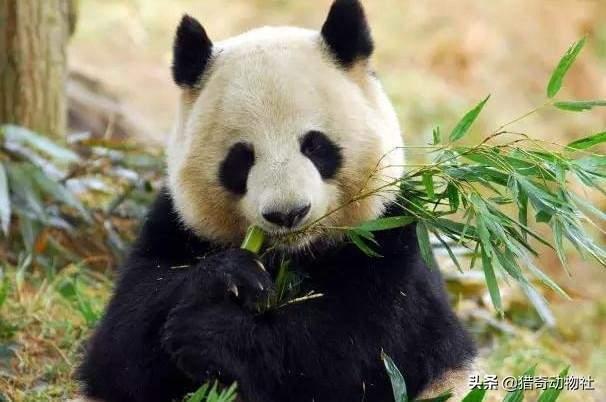 熊猫是食肉动物吗，动物园为什么不让熊猫吃肉