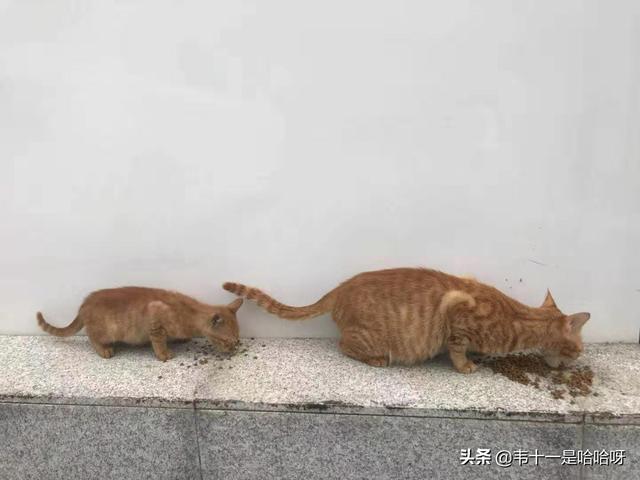 主人抓着橘猫的手跳舞:猫咪会不会六亲不认对主人又抓又咬呢？
