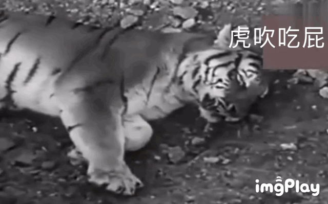狮獒和虎獒的区别:东北虎和传奇基多拉单挑谁更强？