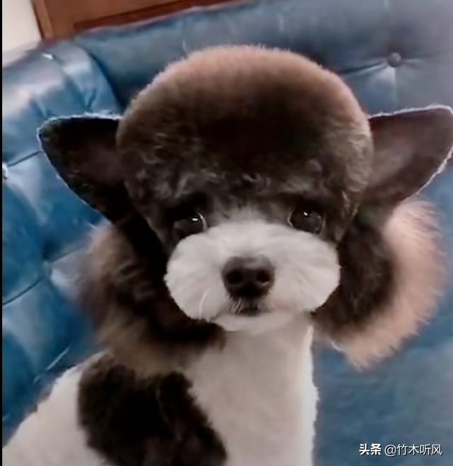 养狗之后每天要做的任务有哪些？