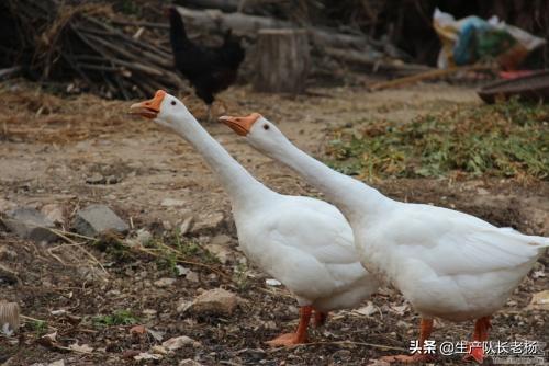 幼小黄鼠狼吃什么长大:黄鼠狼的习性与食物 请问果园养鹅，怎么防范黄鼠狼？
