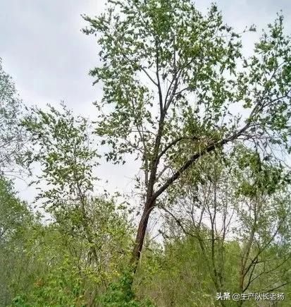 北方榆树几月发芽？