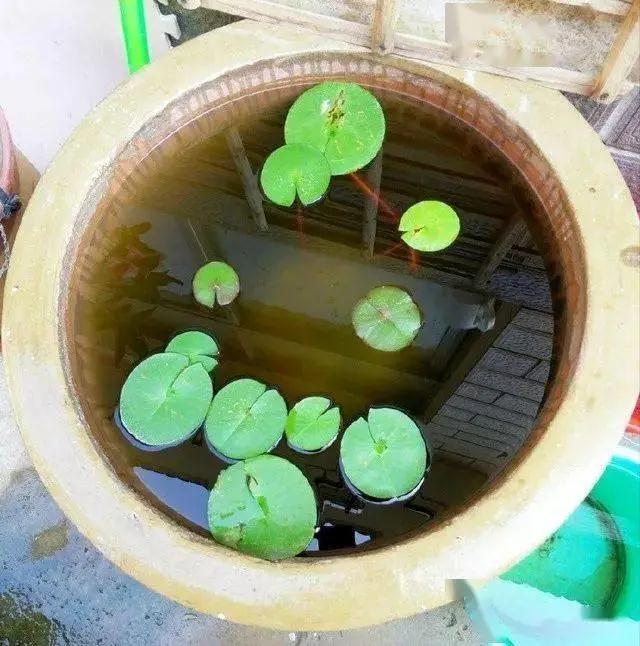 蜈蚣草图片:蜈蚣草图片的使用方法 古法养鱼，缸水变绿了怎么办？
