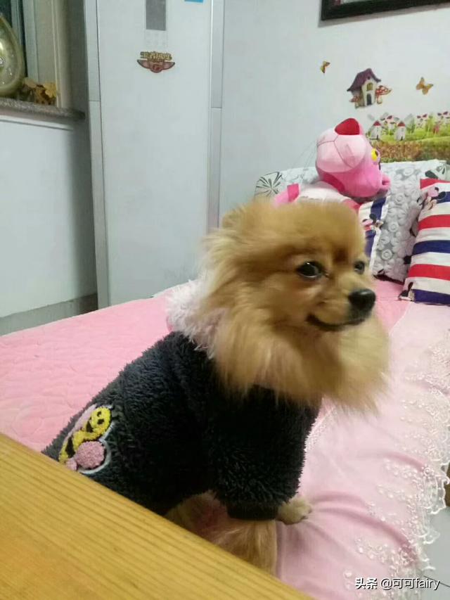 小型宠物犬种类图片:中小型犬有哪些，比较典型的宠物犬？
