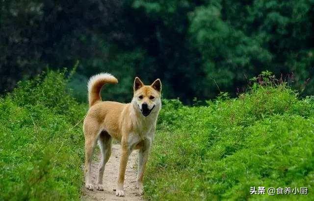 约克夏是梗类犬吗:约克夏梗犬是小型犬吗 约克夏和马尔济斯哪个更粘人？