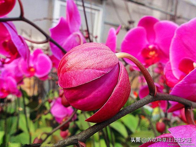 头条问答 蝴蝶兰扦插繁殖方法有哪些 养花种草汪汪汪大汪的回答 0赞