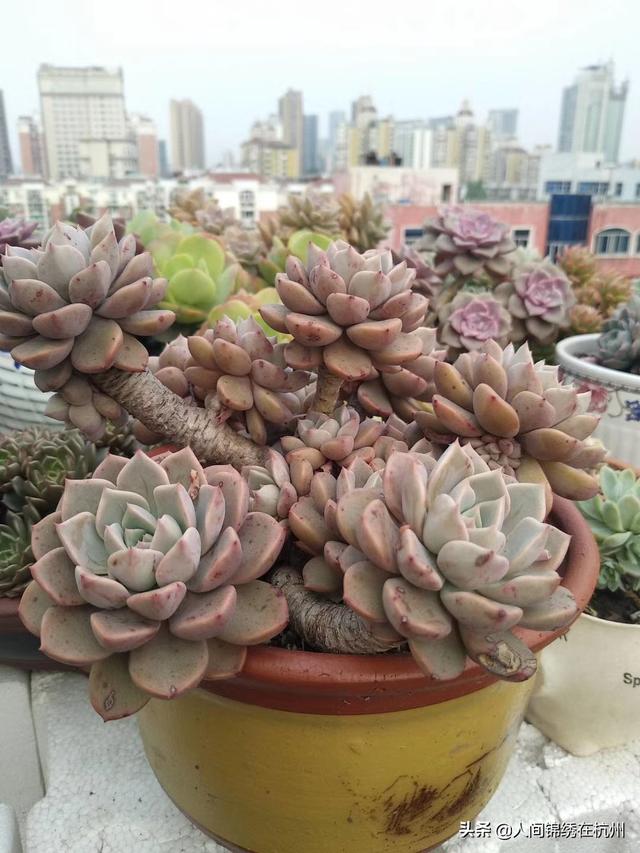 多肉植物栽培:盆栽和多肉要如何养？想自己创业大家有什么建议？