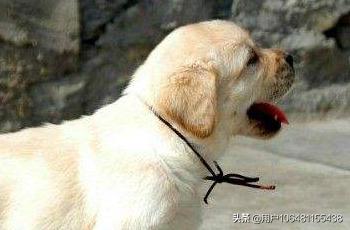 安徽拉布拉多犬的价格:拉布拉多犬价格拉布拉多犬多少钱？