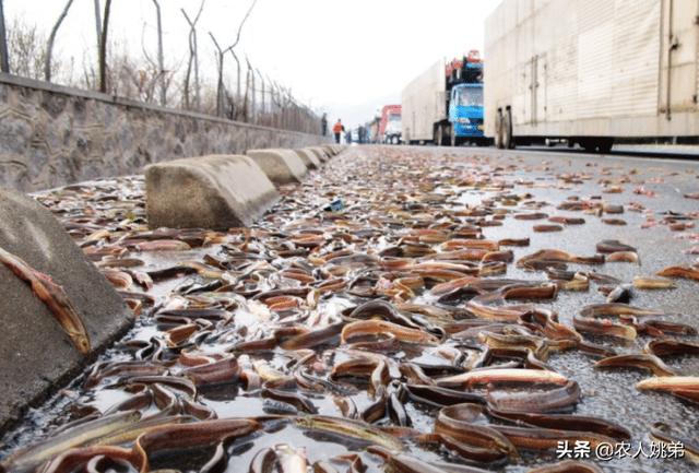 细菌性皮肤病课件:养殖黄鳝经济效益高，需要预防哪些病症？