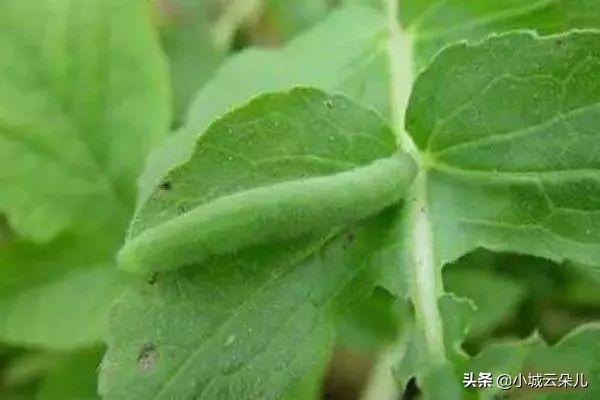 头条问答 小菜园里种的蔬菜生虫子 有不用打农药就能杀死虫子的办法吗 新农鸣的回答 0赞