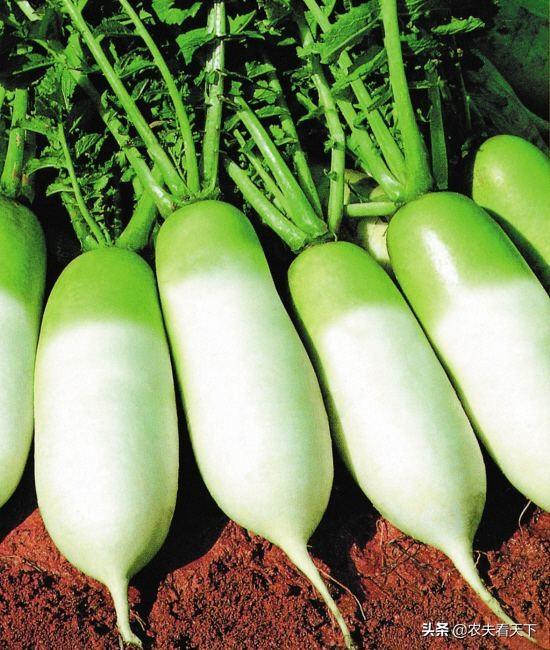 种植萝卜时,用草木灰代替泥土掩埋萝卜籽可行吗?