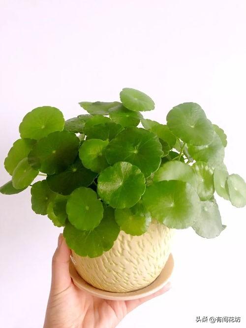 铜钱草的养殖方法和注意事项:夏天养铜钱草，为什么养着养着就叶子就蔫了？