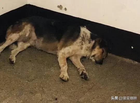 狂犬病症状有眼睛发红吗:有狂犬病的金毛犬，都有哪些症状？