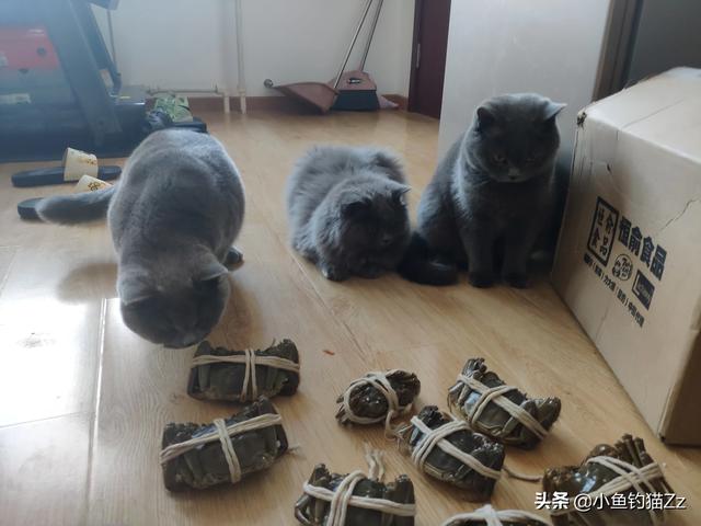 猫粮品牌:哪些品牌的猫粮比较放心给猫咪吃？