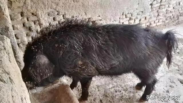 唐山小香猪养殖场:2021年生猪价格连续下跌，毛猪能否跌落到每斤7到10元？ 哈尔滨香猪养殖场