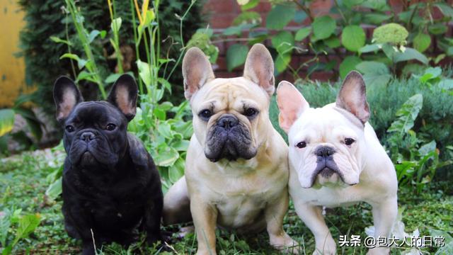 法国斗牛犬母很难养吗:养公狗与养母狗的区别在哪里？