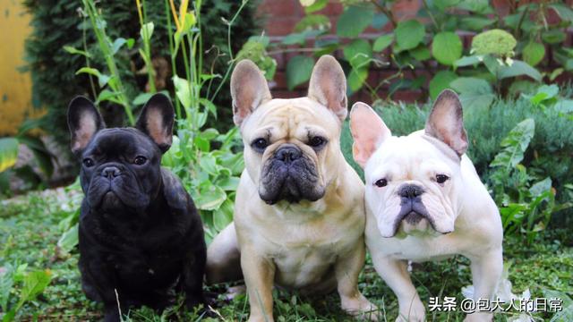 法国斗牛犬性格忧郁:为什么有的人说法国斗牛犬难养？养它有什么烦恼吗？