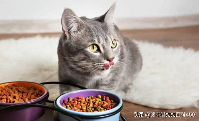 健康猫:健康猫最新消息2019 怎么通过猫咪的便便判断健康情况？